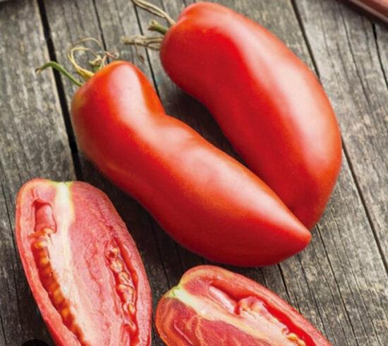 S. Marzano 3. sementes de tomate.