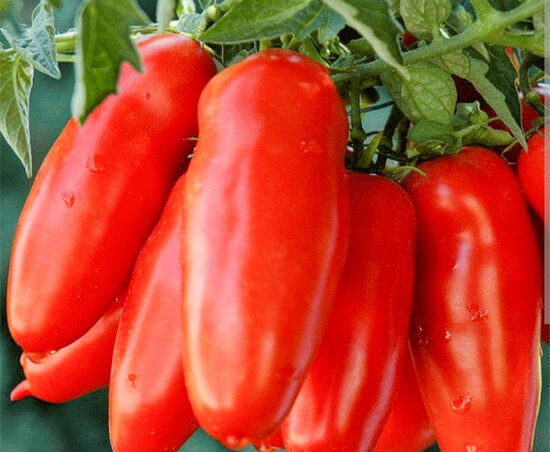 S. Marzano 3. pomidorų sėklos.