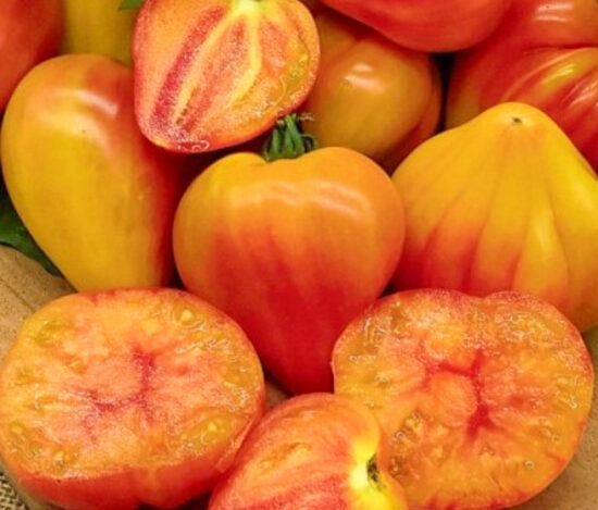 Minusinskiy oranzhevyi slon. (Elefante naranja de Minusinsk) Semillas de variedades antiguas de tomates.