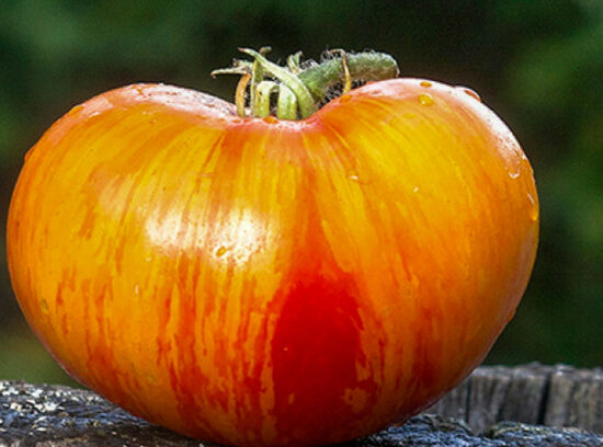 Plan 9 from outer space.  Sementes de tomate.
