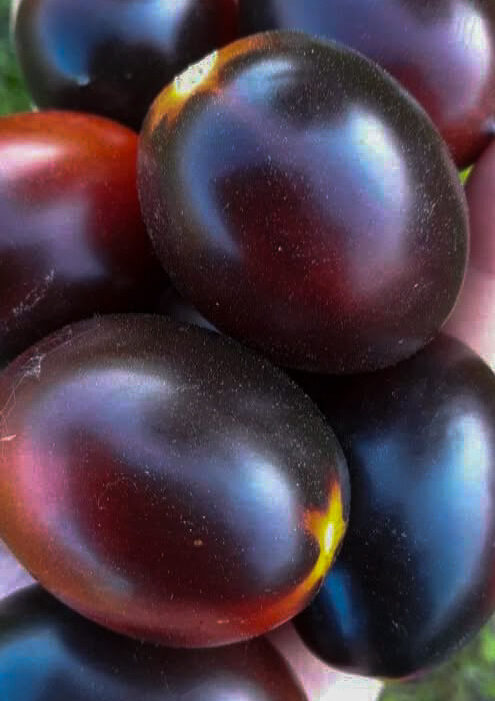 HELSING JUNCTION BLUES.Spalvotos pomidorų sėklos.