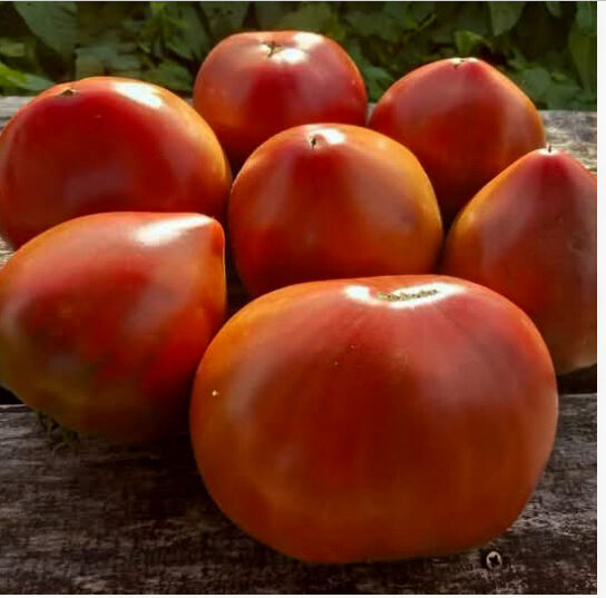 CHORNOYE SERDCE OT BORISOVNI. Pomidorų sėklos.