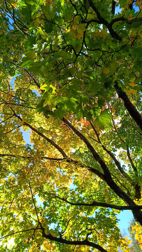 Parastā kļava. Acer platanoides L. Sēklas. 