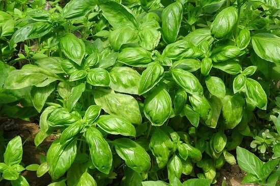  Citrininis bazilikas ‘Mrs Burns’ – labai aromatingos citrininio baziliko veislės sėklos