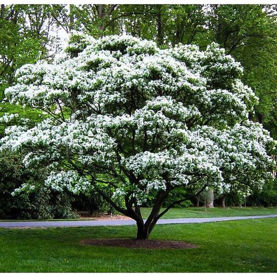  Karolininės halėzijos (Halesia carolina), pakalnutės arba sidabrinių varpelių medžio sėklos. Pavasarį žydintis medis