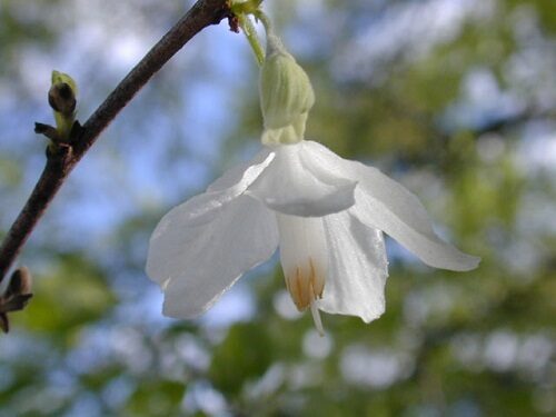 Semințe de halesia de Carolina (Halesia carolina), arborele lăcrămioarei sau arborele clopoțeilor argintii. Arbore cu înflorire de primăvară