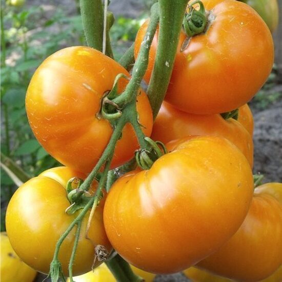  Sementes de tomate Hurma (Persimmon) – variedade antiga e rara dos EUA