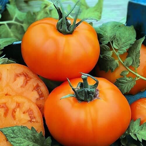 Hurma (Persimmon) – sena Amerikāņu mantojuma šķirnes, tomātu sēklas.