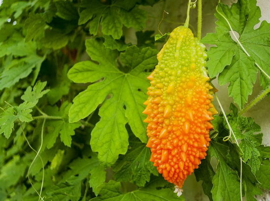 Indiškas agurkas (Momordica charantia)