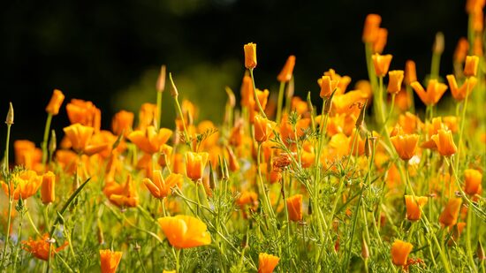 Kaliforninė ešolcija (Eschscholzia californica) – vaistinis augalas ir ryškios gėlių sėklos natūraliam sodui