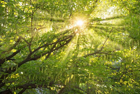 Širdžialapis skroblas (Carpinus cordata) – retos medžių sėklos japoniškiems sodams ir išskirtiniam kraštovaizdžio formavimui