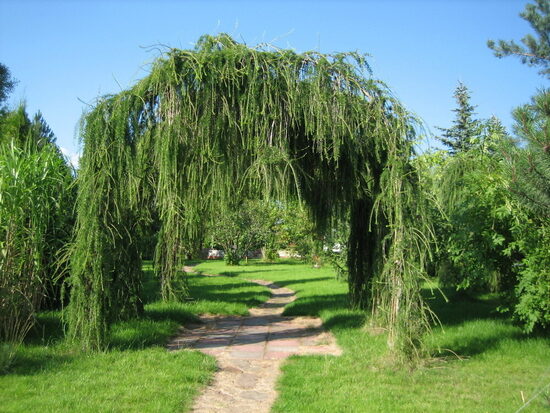Eiropas lapegle.  Larix decidua. Koku sēklas