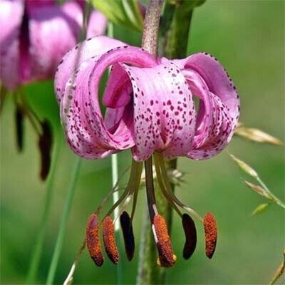 Laukinių martagoninių lelijų (Lilium martagon) sėklos