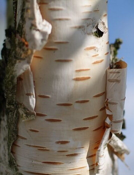 Papierbirken-Samen (Betula papyrifera) – ein seltener Baum mit leuchtend weißer Rinde, die sich schön ablöst