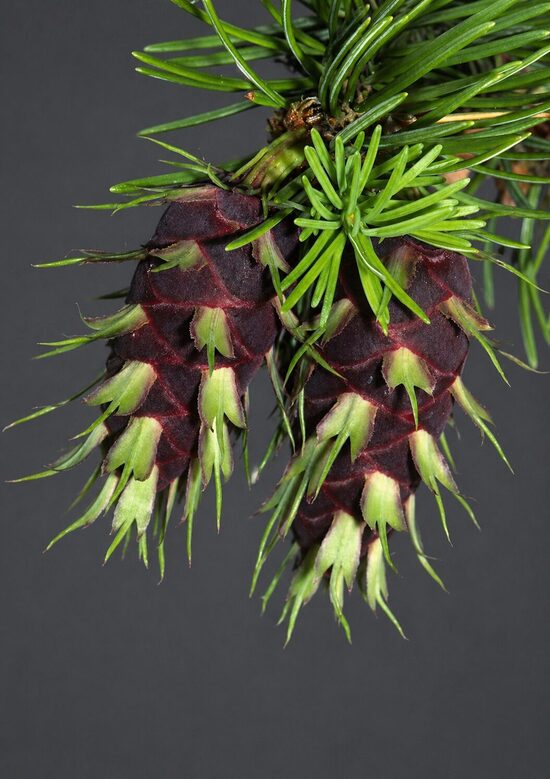 🌲 Duglasinė pocūgė (Pseudotsuga menziesii). Didelio, greitai augančio spygliuočio sėklos