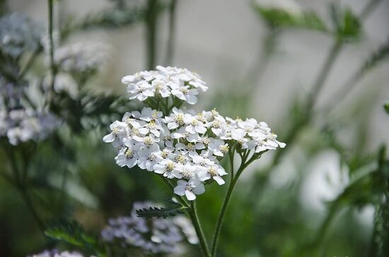 Achillea millefolium. Achillea millefolium L. Semi di piante medicinali.