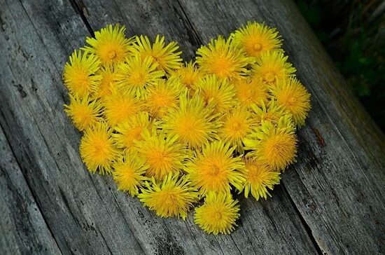Tarassaco. Taraxacum officinale. Semi di piante medicinali.