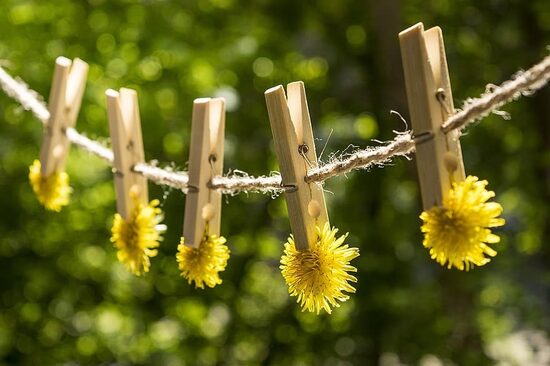 Mniszek lekarski. Taraxacum officinale. Nasiona roślin leczniczych.