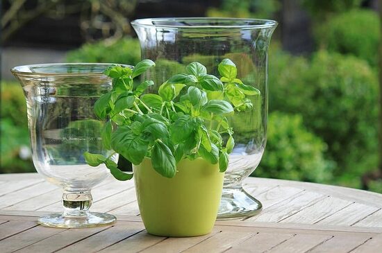  Kvapiojo baziliko sėklos – aromatingas ir klasikinis augalas tavo sodui