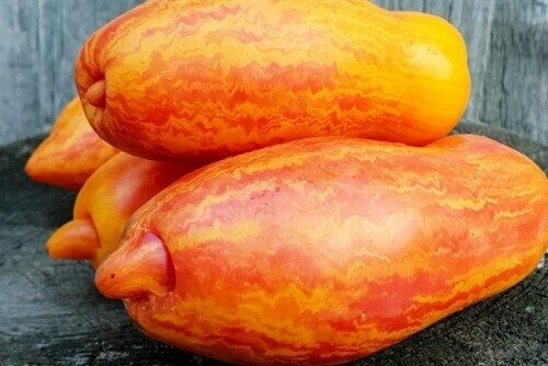  Yellow Fire (Fogo Amarelo) – sementes de tomate bicolor, antigas e de coleção