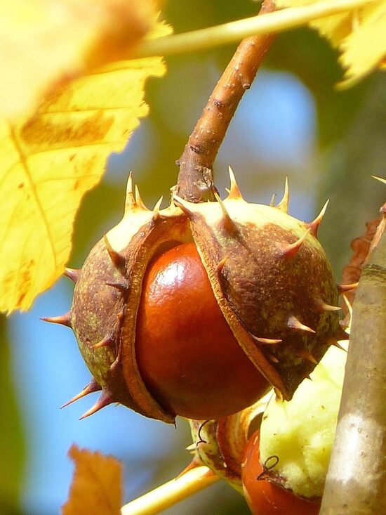Paprastasis arklinis kaštonas (Aesculus hippocastanum) – didelio, gražiai žydinčio medžio sėklos (kaštonai)