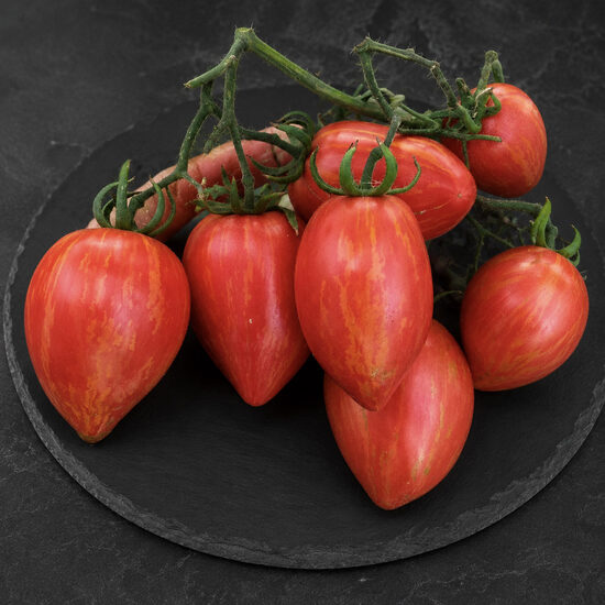 Gestreifte Birne – Samen einer historischen Fleischtomate mit birnenförmigen, gestreiften Früchten