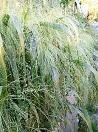 Elegantiškas eragrostis. Sėklos. Eragrostis elegantiškas.
