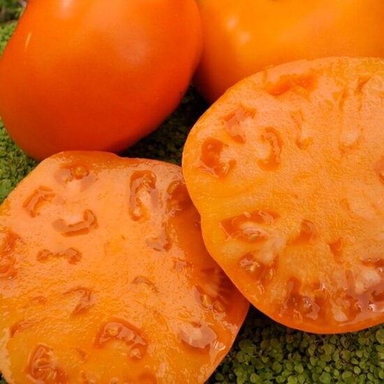 Hurma (Persimmon) – sena Amerikāņu mantojuma šķirnes, tomātu sēklas.
