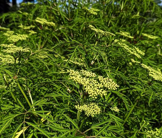 Japonská baza. Čierna baza. ''Lineárne''. Sambucus nigra. Semená kríkov.