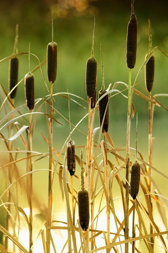 Acorus calamus – planta medicinal y ornamental aromática para zonas húmedas | Heart Garden Studio
