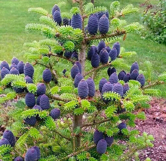 Korėjinės kėnio (Abies koreana) dekoratyvios ir gražios spygliuočio sėklos su mėlynai violetiniais kankorėžiais