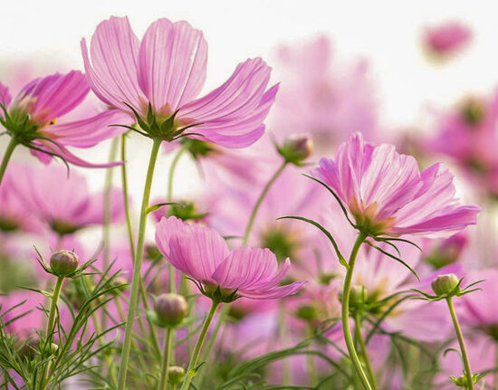 Kosmėjų MIX sėklos (Cosmos bipinnatus)