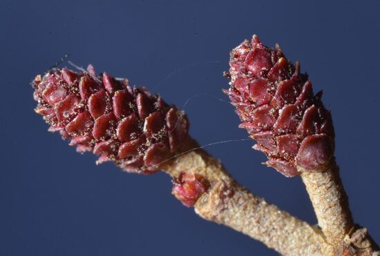Juodalksnio sėklos (Alnus glutinosa) – greitai augantis medis drėgnoms vietoms ir tvenkinių pakrantėms
