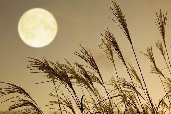 Ķīnas miskante (Miscanthus sinensis) – dekoratīvas daudzgadīgas graudzāles sēklas no Āzijas dārzu tradīcijām
