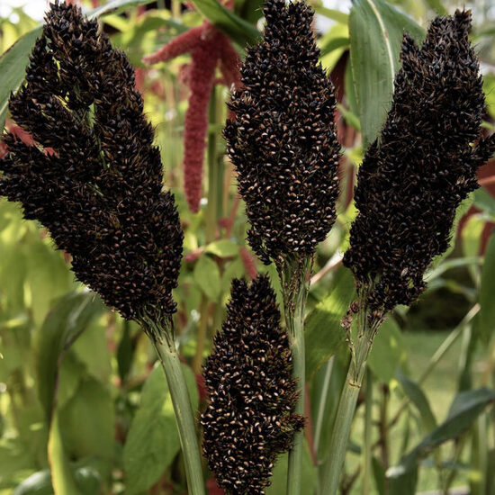 Schwarzes Sorgho, Indische Hirse, Elefantengras (Sorghum nigrum) – Samen einer großen Ziergrasart