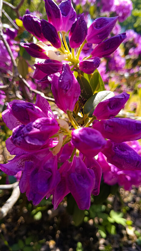  Rododendru sēklu izlase — izaudzē savu unikālo rododendru dārzu