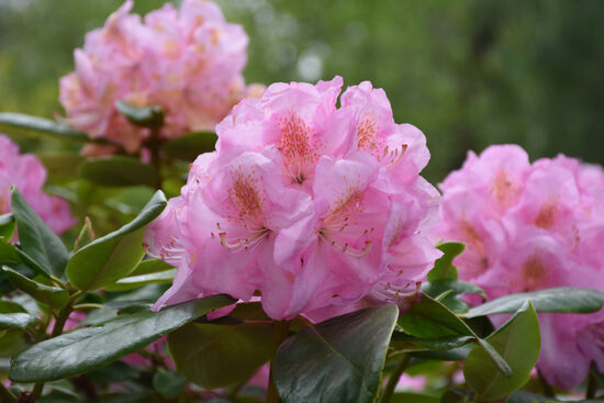 Utvalg av rhododendronfrø — skap din egen unike rhododendronhage