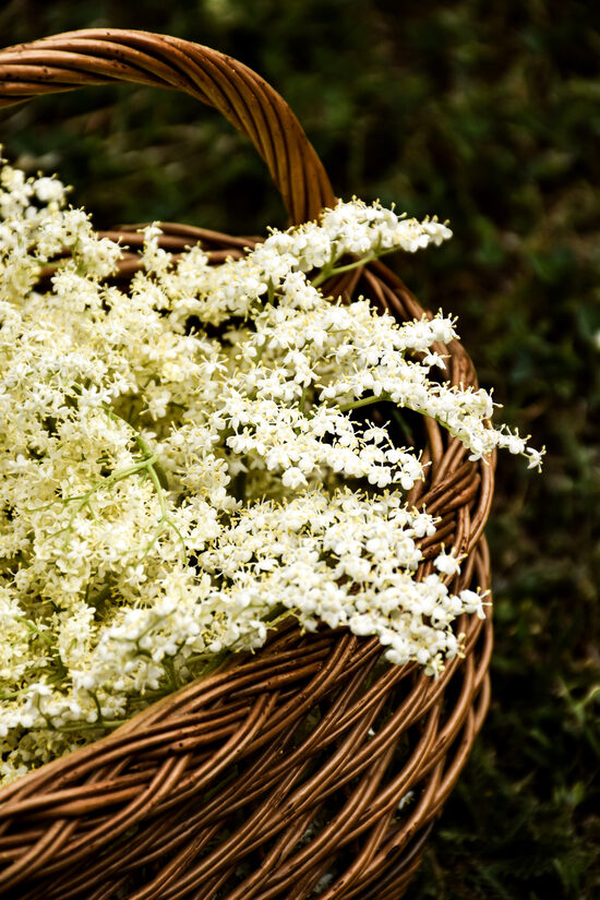 Svarthyll – en medisinsk hagevokter med en rik historie (Sambucus nigra) – frø