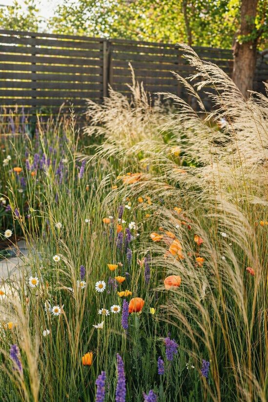 🌾 Skiauterėtoji šuninė uodegėlė (Cynosurus cristatus) – sėklos natūraliems želdiniams
