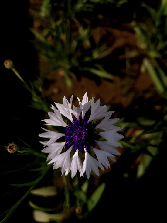 Samen der bunten Kornblume (Centaurea cyanus)