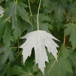  Sidabrinio klevo sėklos (Acer saccharinum) 🌱 Greičiausiai augančios klevo veislės sėklos