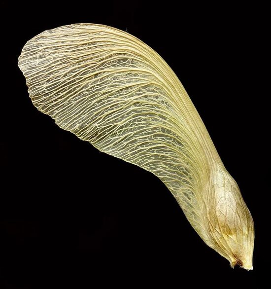 Sudrabkļavas sēklas (Acer saccharinum) 🌱 Ātraudzīgākās kļavas šķirnes sēklas