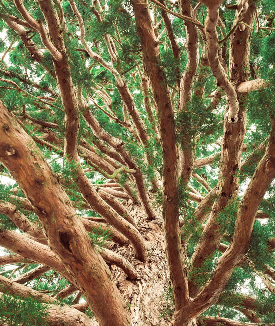  Семена старинной древовидной туи (Thuja occidentalis)