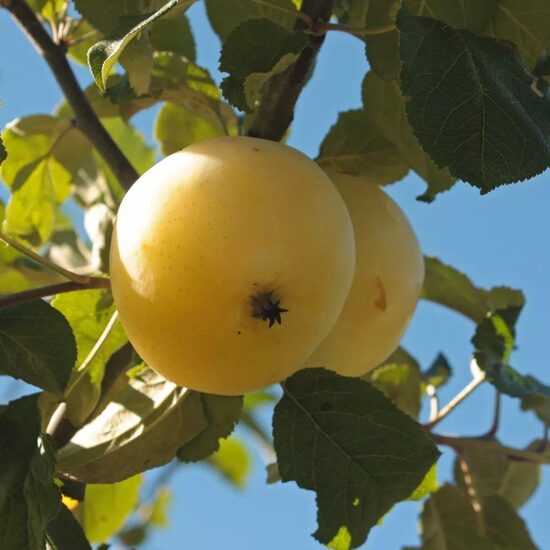 Trebū obels sėklos (Malus domestica) sena heirloom veislė su dideliais, saldžiarūgščiais rudeniniais obuoliais