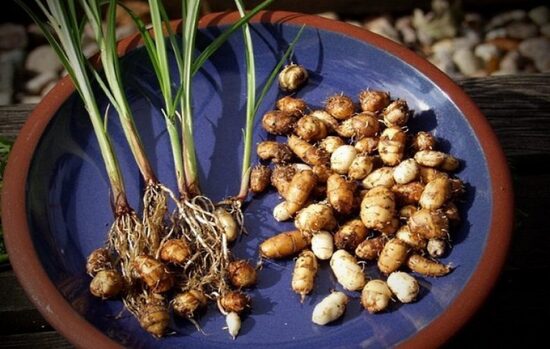 Čufa – zemes mandeles, kas garšo pēc saules