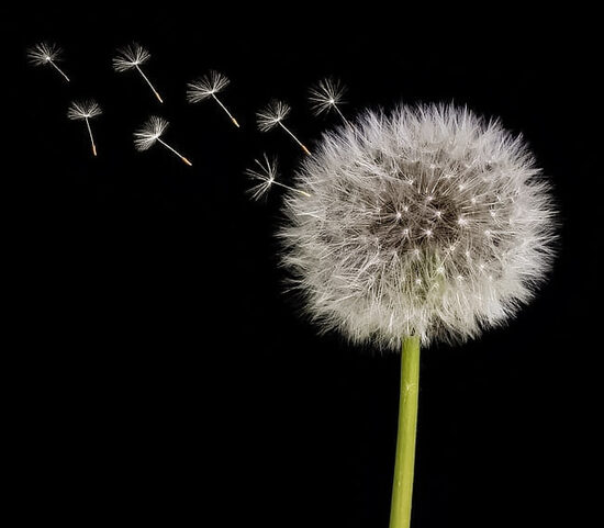 Maskros. Taraxacum officinale. Läkeväxtfrön.