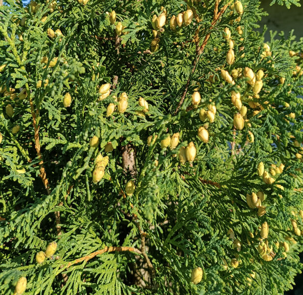 Thuja occidentalis. Frø.