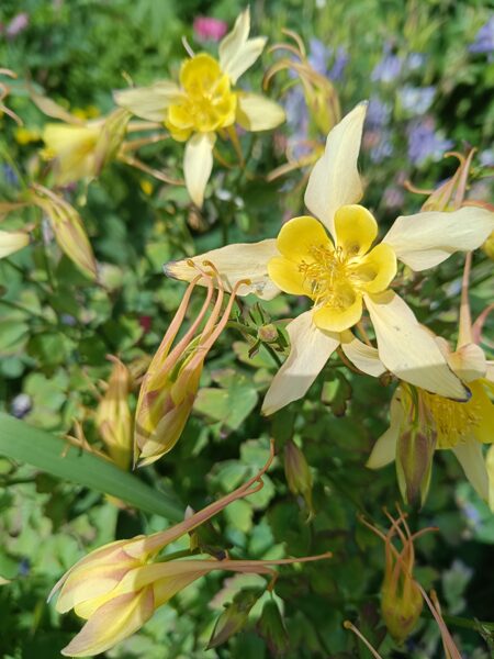 Aquilegia. Sumaišykite. Sėklos. 5s.