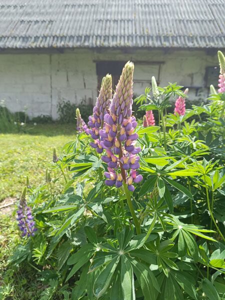 Lupīnes mix. Sēklas. Lupinus polyphyllus.