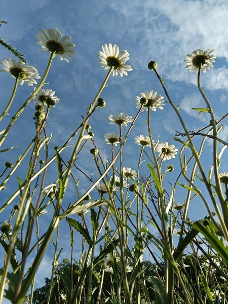Pļavas margrietiņa. Leucanthemum heterophyllum. Sēklas. 